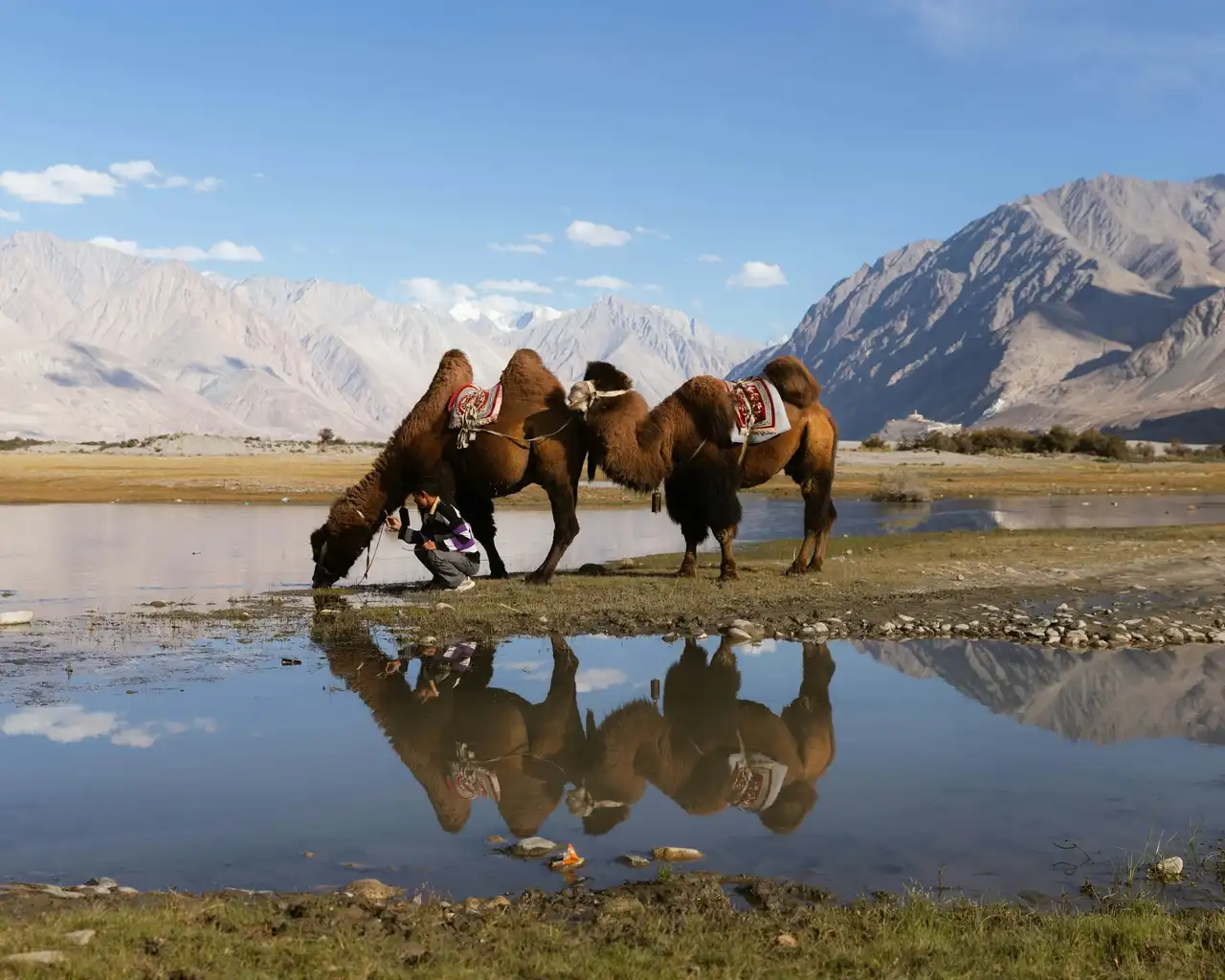 Two Bactrian camels drinking from a still pool at Hunder