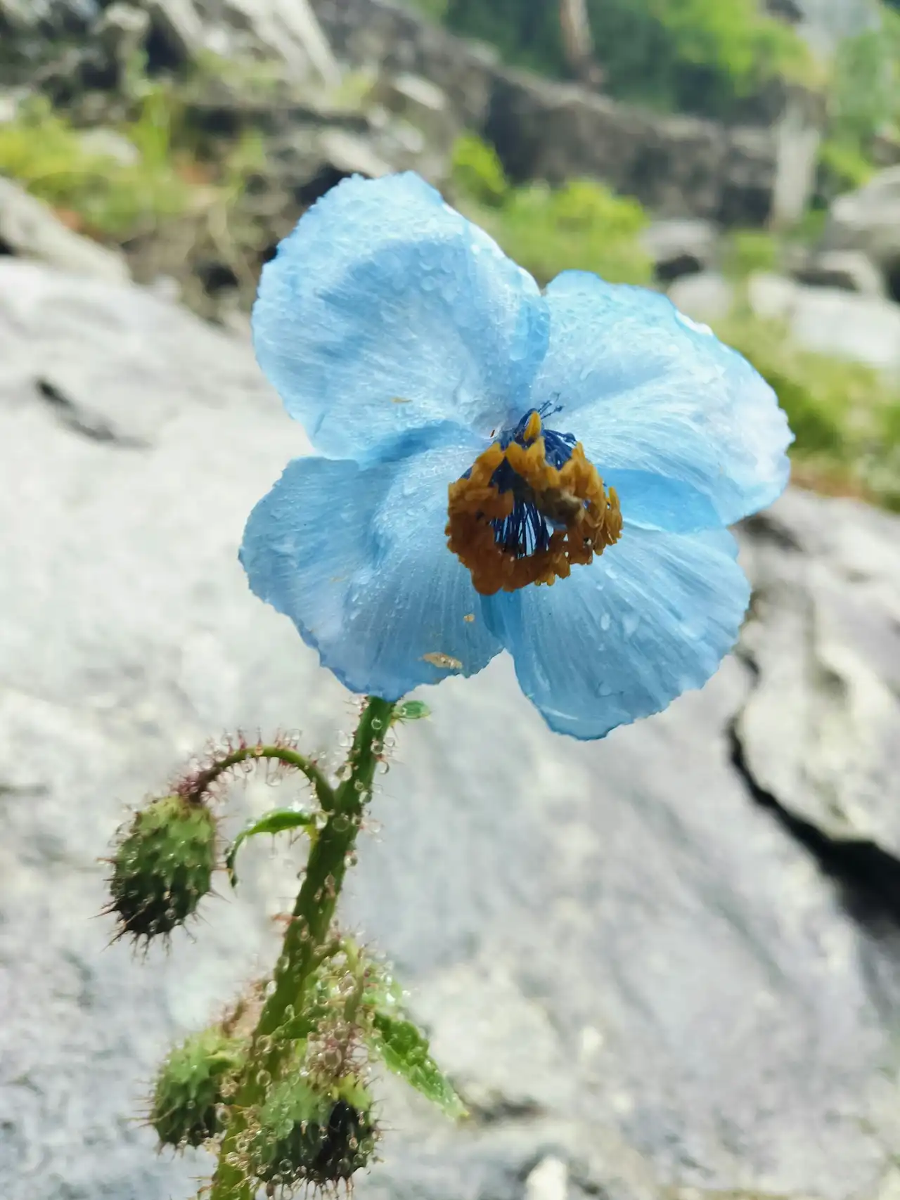 A pale blue Himalayan poppy with a bee at its centre